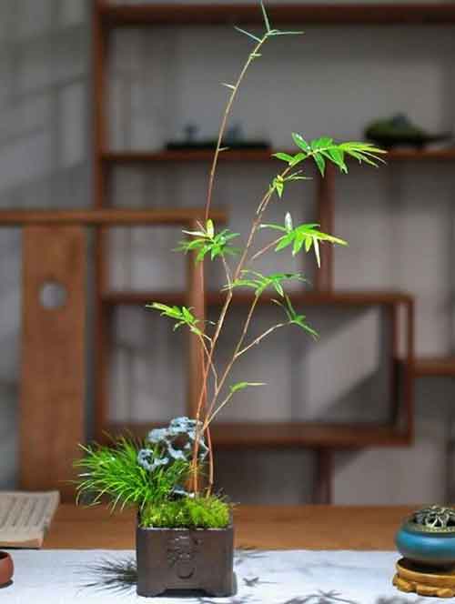 竹子的观赏价值