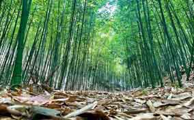 竹藤产业被列为云南“八大林业产业”之一