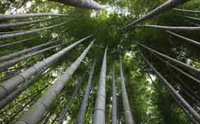 开发竹材要考虑哪些因素？