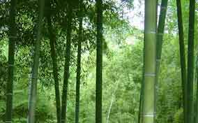 竹子哪些鲜为人知的特性