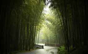 开发竹子,拯救森林