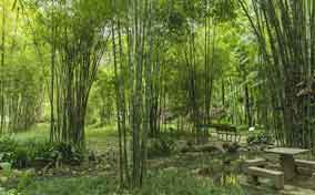 竹子与中国园林