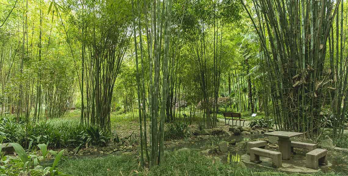 中国竹子园林