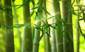 竹子作为绿化环境的好材料有什么优点?
