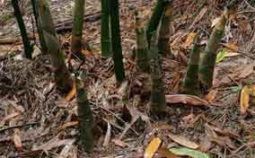 竹子的种植和养护