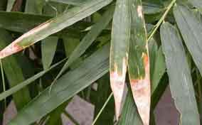 竹子病害虫该如何防治