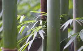 五十五种特色竹种