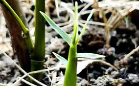 砍伐灌木后种植竹子如何处理