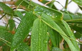 栽培观赏竹子有哪些技术要求?