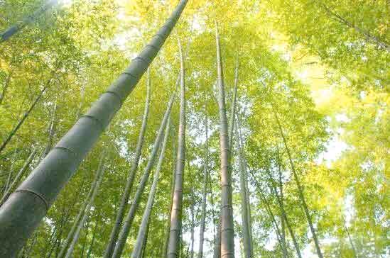 竹子园林的种植养护技术