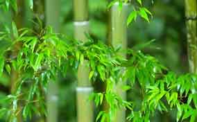 竹子精神 三教共賞